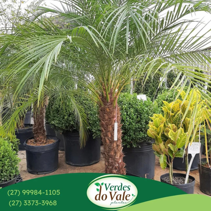 Verdes do Vale - Jardim e Pomar